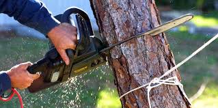 Best Tree Removal  in Orange Beach, AL
