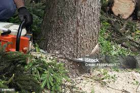 Best Tree Cabling and Bracing  in Orange Beach, AL