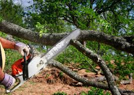 Trusted Orange Beach, AL Tree Services Experts