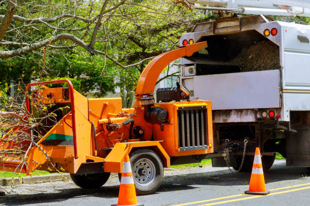 Leaf Removal in Orange Beach, AL
