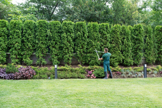 How Our Tree Care Process Works  in  Orange Beach, AL