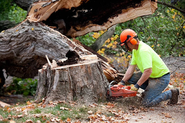 Best Hazardous Tree Removal  in Orange Beach, AL