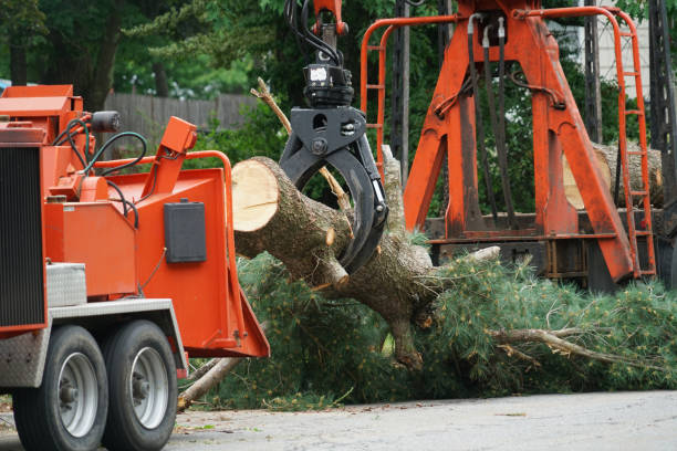 Best Lawn Mowing  in Orange Beach, AL