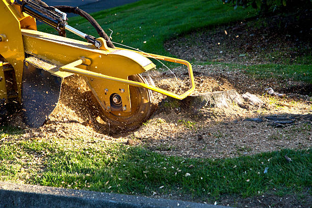  Orange Beach, AL Tree Services Pros